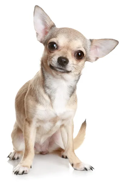 Beyaz bir arkaplan önünde Chihuahua — Stok fotoğraf