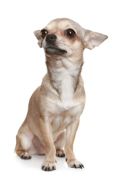 Chihuahua na frente de um fundo branco — Fotografia de Stock