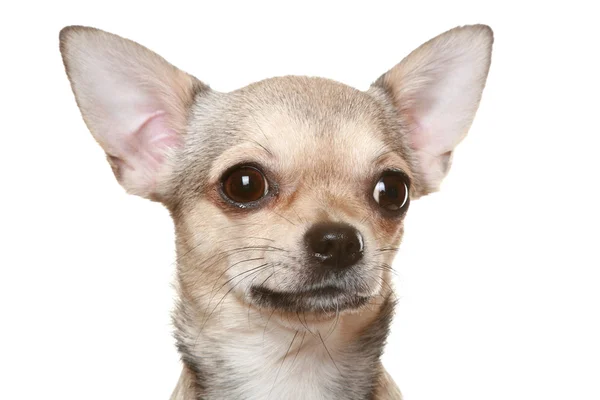 Beyaz bir arkaplan önünde Chihuahua — Stok fotoğraf