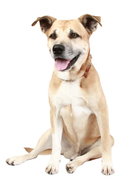 Dog in front of a white background — Stock Photo, Image