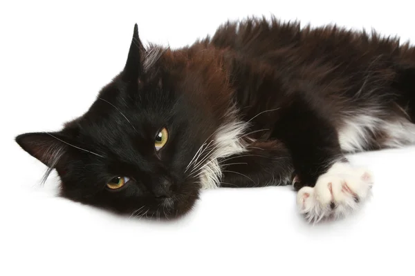 흰 배경에 있는 검은 고양이 — 스톡 사진