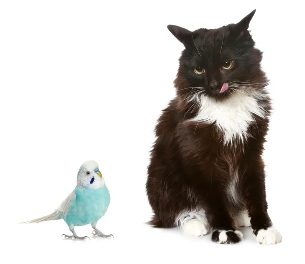 Kara kedi ve mavi papağan — Stok fotoğraf