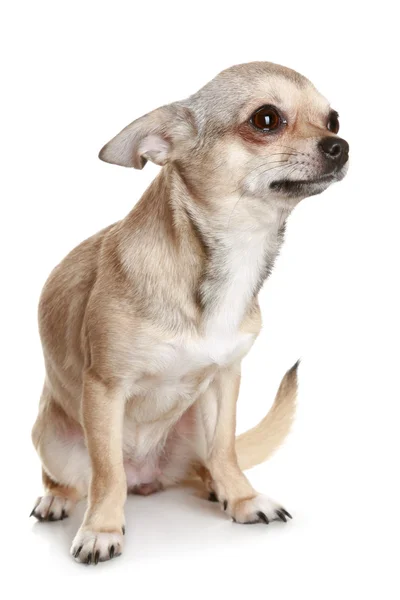 Chihuahua sentado en posición vertical sobre blanco — Foto de Stock