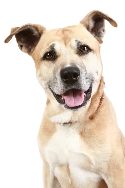 Beyaz bir arka plan üzerinde Staffordshire köpek — Stok fotoğraf