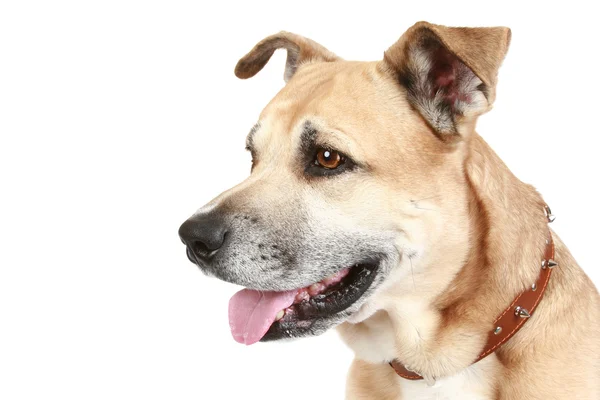 白い背景の上にスタッフォードシャー犬 — ストック写真