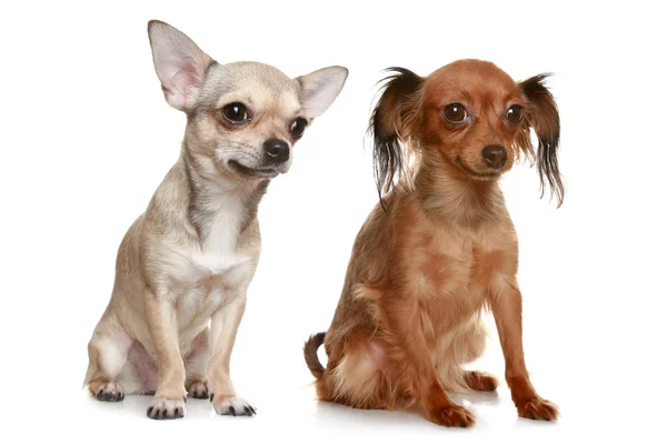 Dogs on a white background — Stock Photo, Image