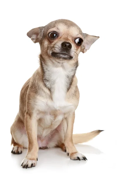 Chihuahua seduta in posizione verticale sul bianco — Foto Stock