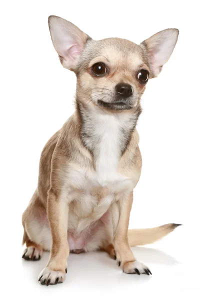 Chihuahua sentado na posição vertical sobre branco — Fotografia de Stock