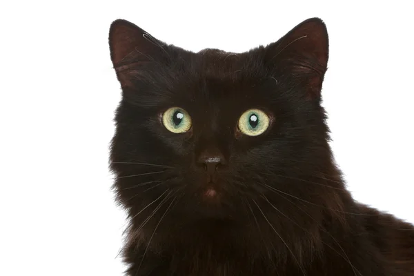 Close-up portrait of a black cat — Stock Photo, Image