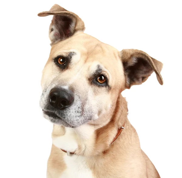 Stafordšírský teriér pes — Stock fotografie