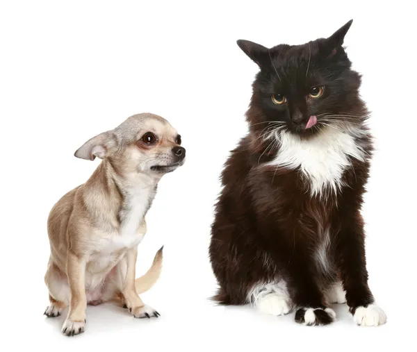 Cachorro y gatito —  Fotos de Stock