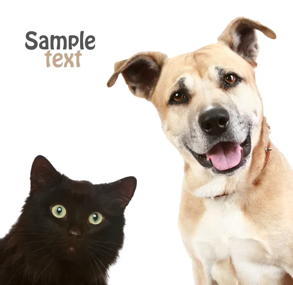 Close-up portret van een kat en hond. Stockfoto