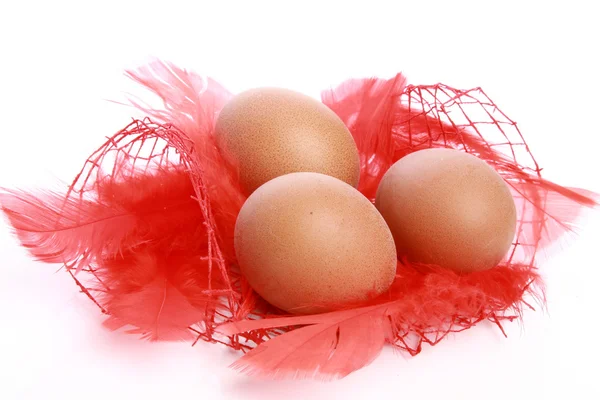 Nid rouge avec trois œufs — Photo