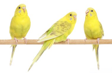 Three yellow budgie on branch clipart