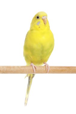 bir çubuk üzerinde sarı muhabbet kuşu