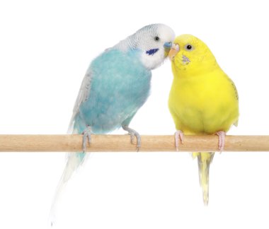 Pair of Budgerigars clipart