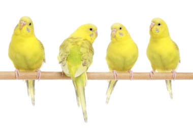 Yellow budgie on a stick clipart