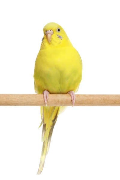 Yellow budgie on a stick — Stock Photo, Image
