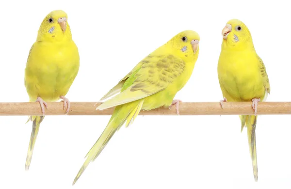 Three yellow budgie on branch — Stock Photo, Image