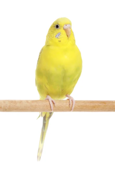 Желтый Буджеригар на палочке — стоковое фото