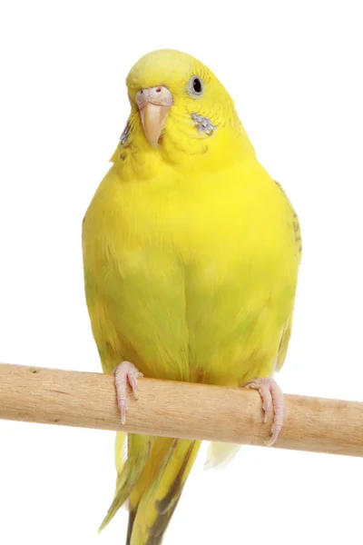 Желтый попугай на палочке — стоковое фото