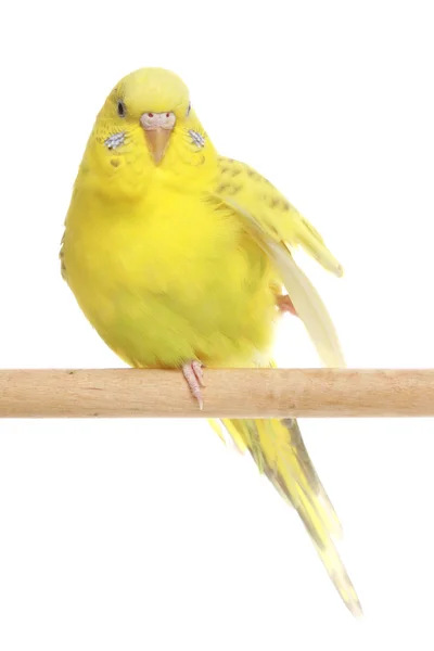 Желтый попугай на палочке — стоковое фото