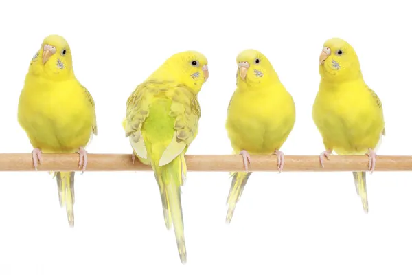 stock image Yellow budgie on a stick
