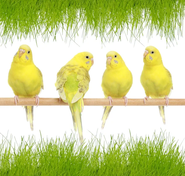 Budgerigars against a grass — Stock Photo, Image