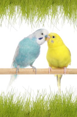 A pair of budgerigars clipart