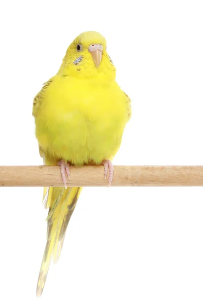 Yellow, the budgerigar sits on a branch — Stock Photo, Image