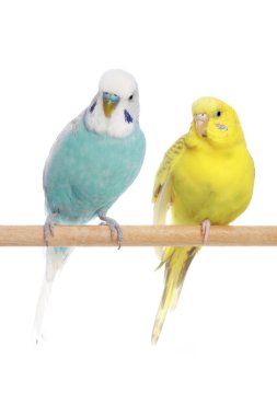 mavi ve sarı budgerigars dal