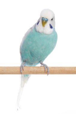 Blue budgerigar on a branch clipart