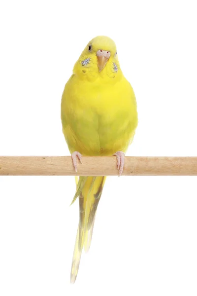 Yellow budgerigar on a branch — Stock Photo, Image