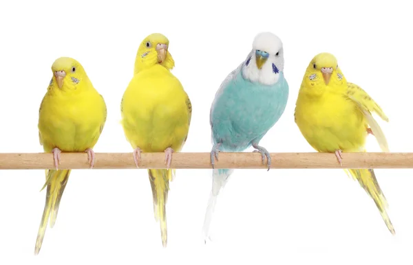 Blu e tre budgerigar gialli — Foto Stock
