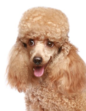 Apricot poodle puppy portrait clipart