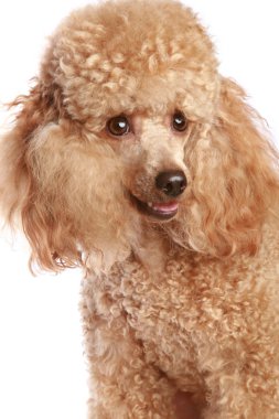 Apricot poodle puppy clipart