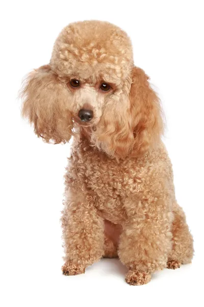 Cachorrinho poodle — Fotografia de Stock