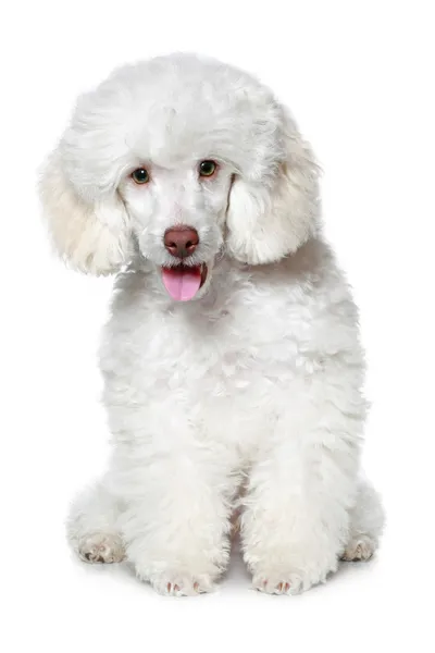 White poodle — Stock Photo, Image