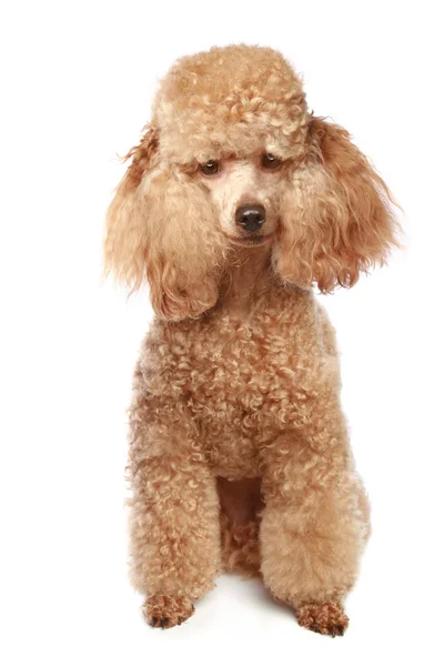 Apricot poodle puppy — Stock Photo, Image