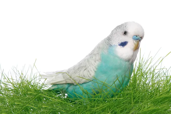 Blue budgerigar in green grass — Stock Photo, Image
