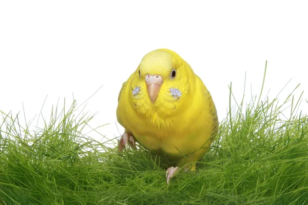 Yellow budgerigar in green grass — Stock Photo, Image
