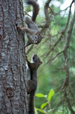 Two Squirrels clipart