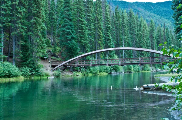 Мост в лесу — стоковое фото