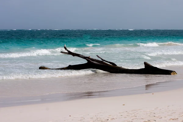 Tulum beach i yucatan — Stockfoto