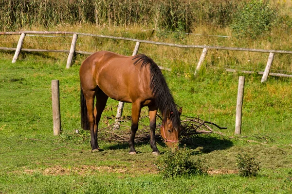 stock image Horse eating grass