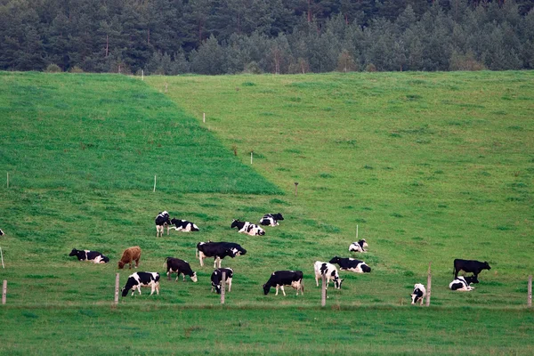 Cowss 在一个字段上 — 图库照片