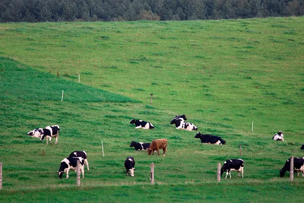 Cowss 在一个字段上 — 图库照片