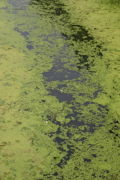 stock image Green river