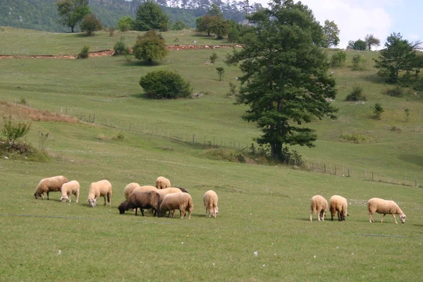 在黑山的羊 — 图库照片