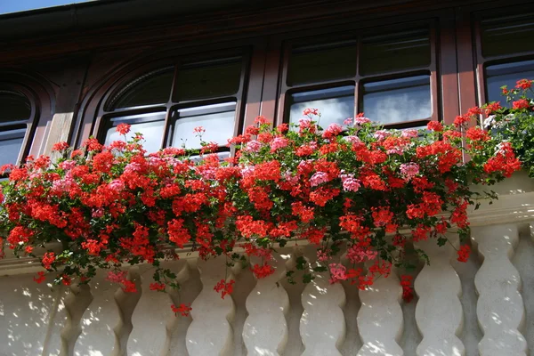 阳台花卉 — 图库照片